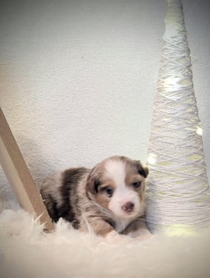 Les chiots de Berger Américain Miniature 