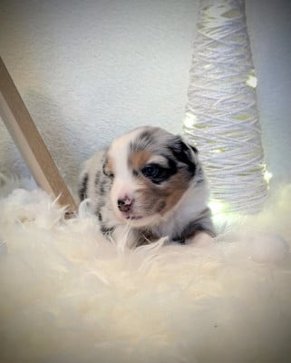 Les chiots de Berger Américain Miniature 