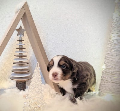 Les chiots de Berger Américain Miniature 