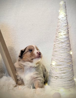 Les chiots de Berger Américain Miniature 