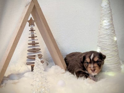 Les chiots de Berger Américain Miniature 