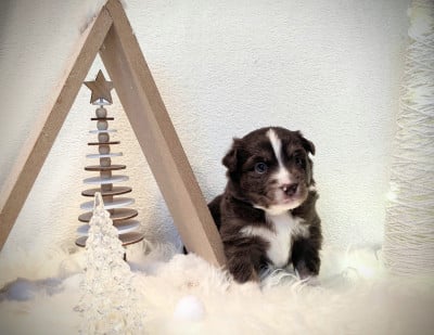 Les chiots de Berger Américain Miniature 