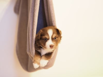 Les chiots de Berger Américain Miniature