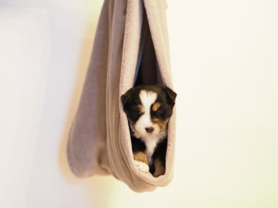 Les chiots de Berger Américain Miniature