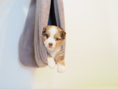 Les chiots de Berger Américain Miniature