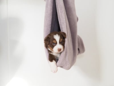 Les chiots de Berger Américain Miniature