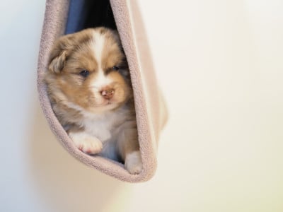 Les chiots de Berger Américain Miniature