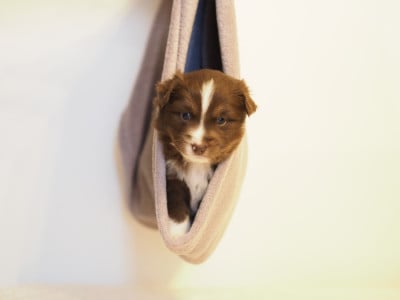 Les chiots de Berger Américain Miniature