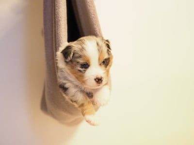 Les chiots de Berger Américain Miniature