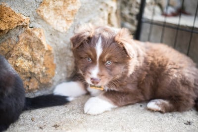 Les chiots de Berger Américain Miniature