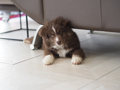 Les chiots de Berger Américain Miniature 