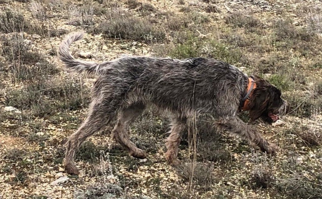 Publication : Des Etangs De La Bourie Auteur : DIEZ HERNANDEZ Francisco