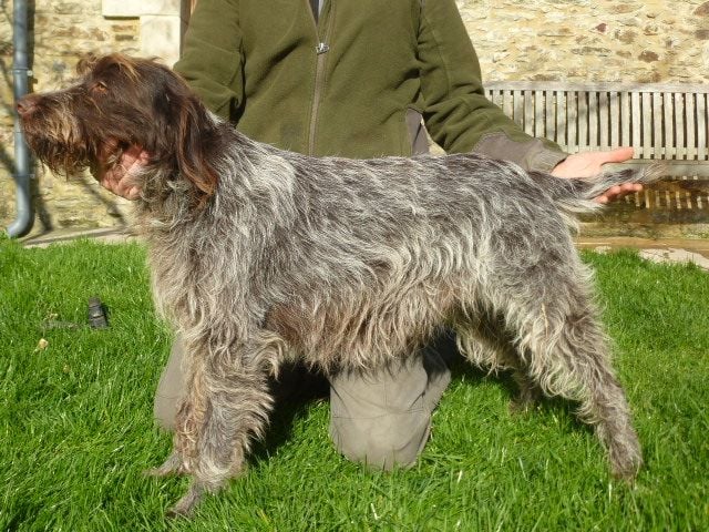 Pimousse (Sans Affixe)