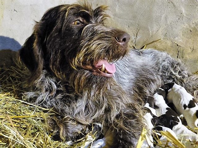 Pimousse (Sans Affixe)