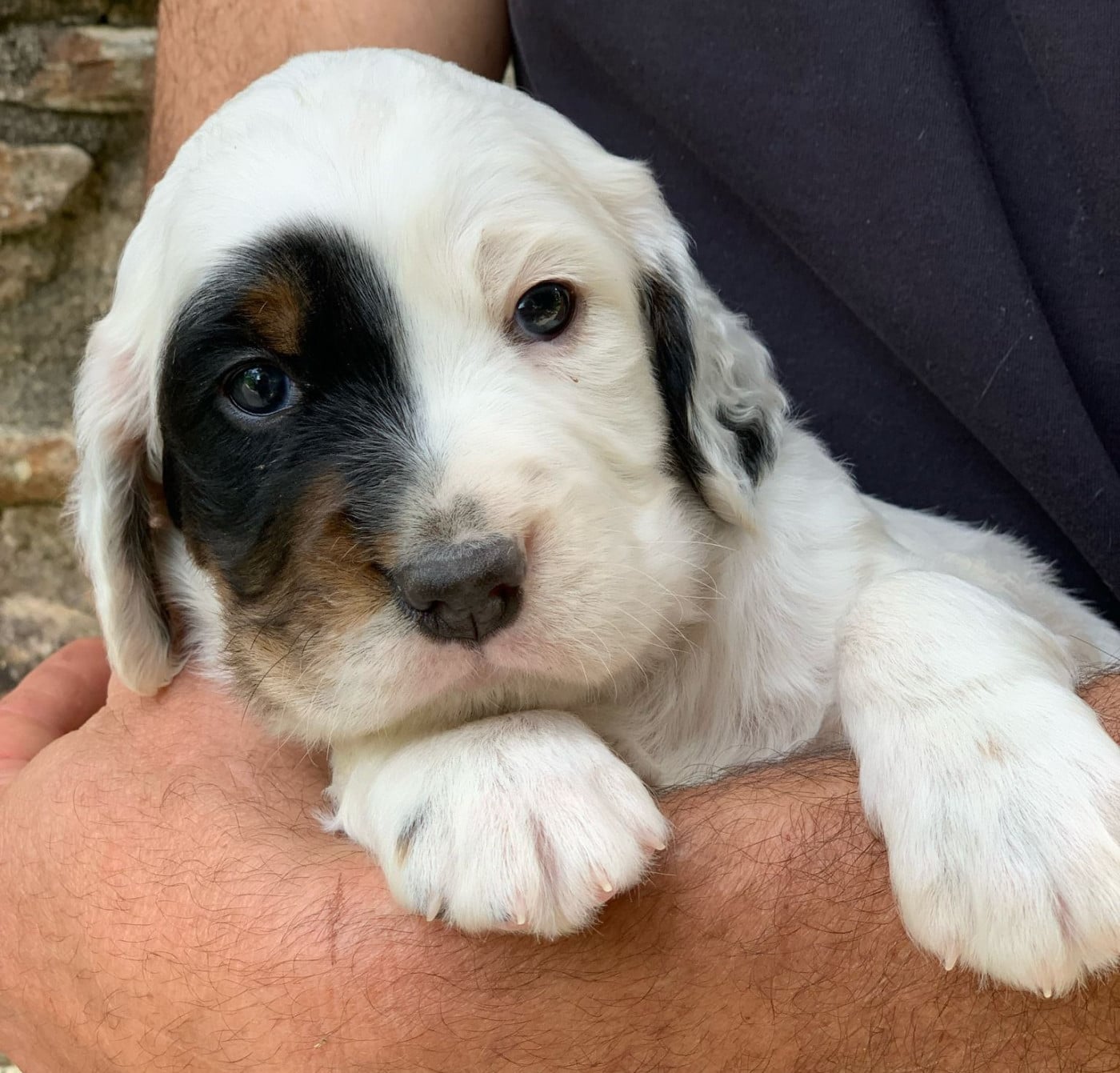 Chiot N°1 - Setter Anglais