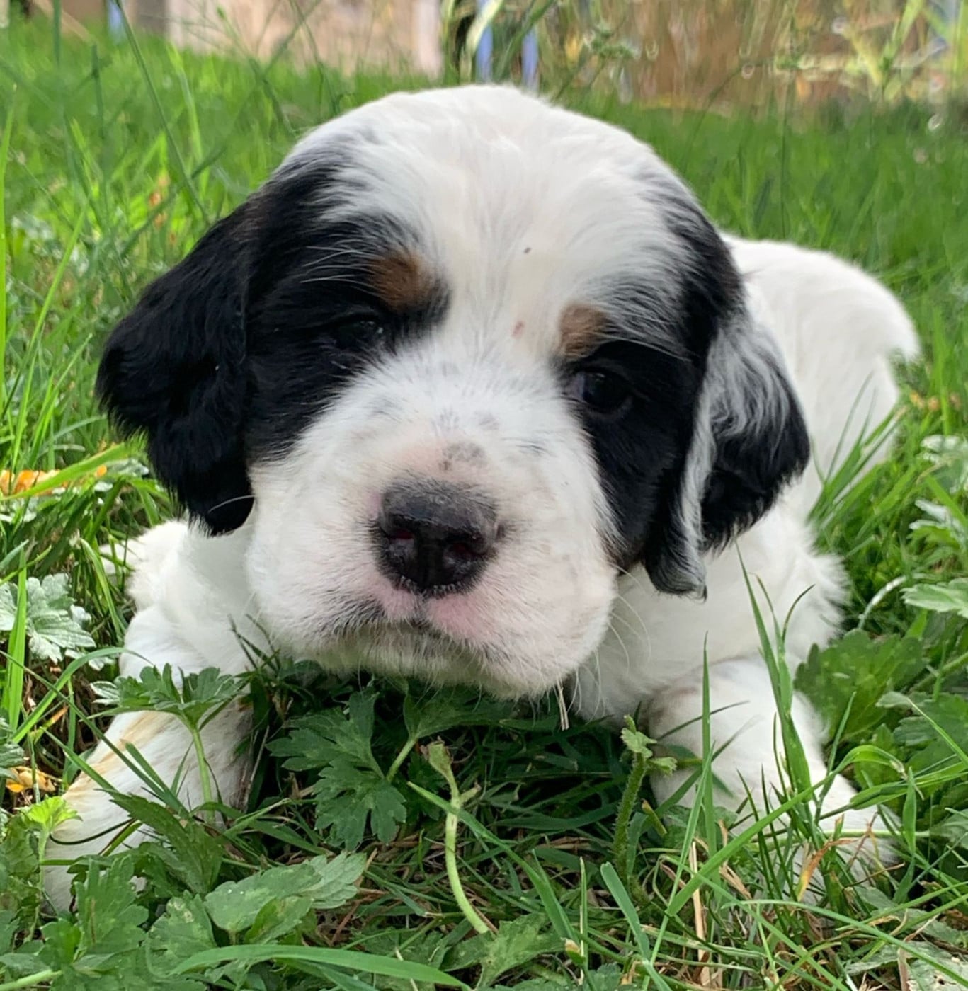 Chiot N°2 - Setter Anglais