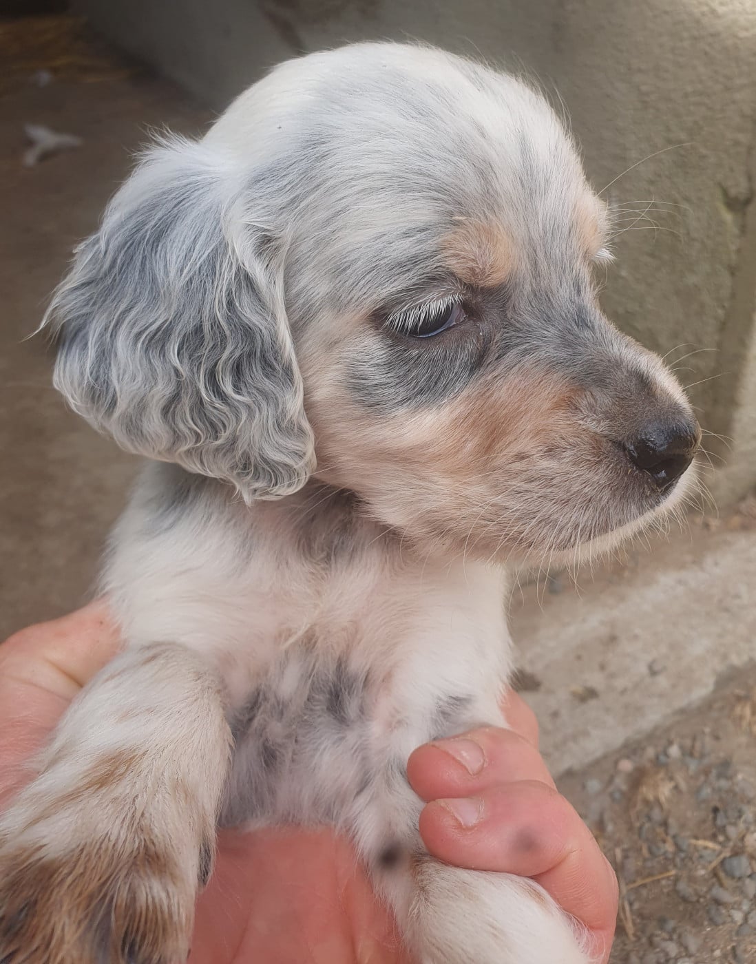 Chiot N°4 - Setter Anglais