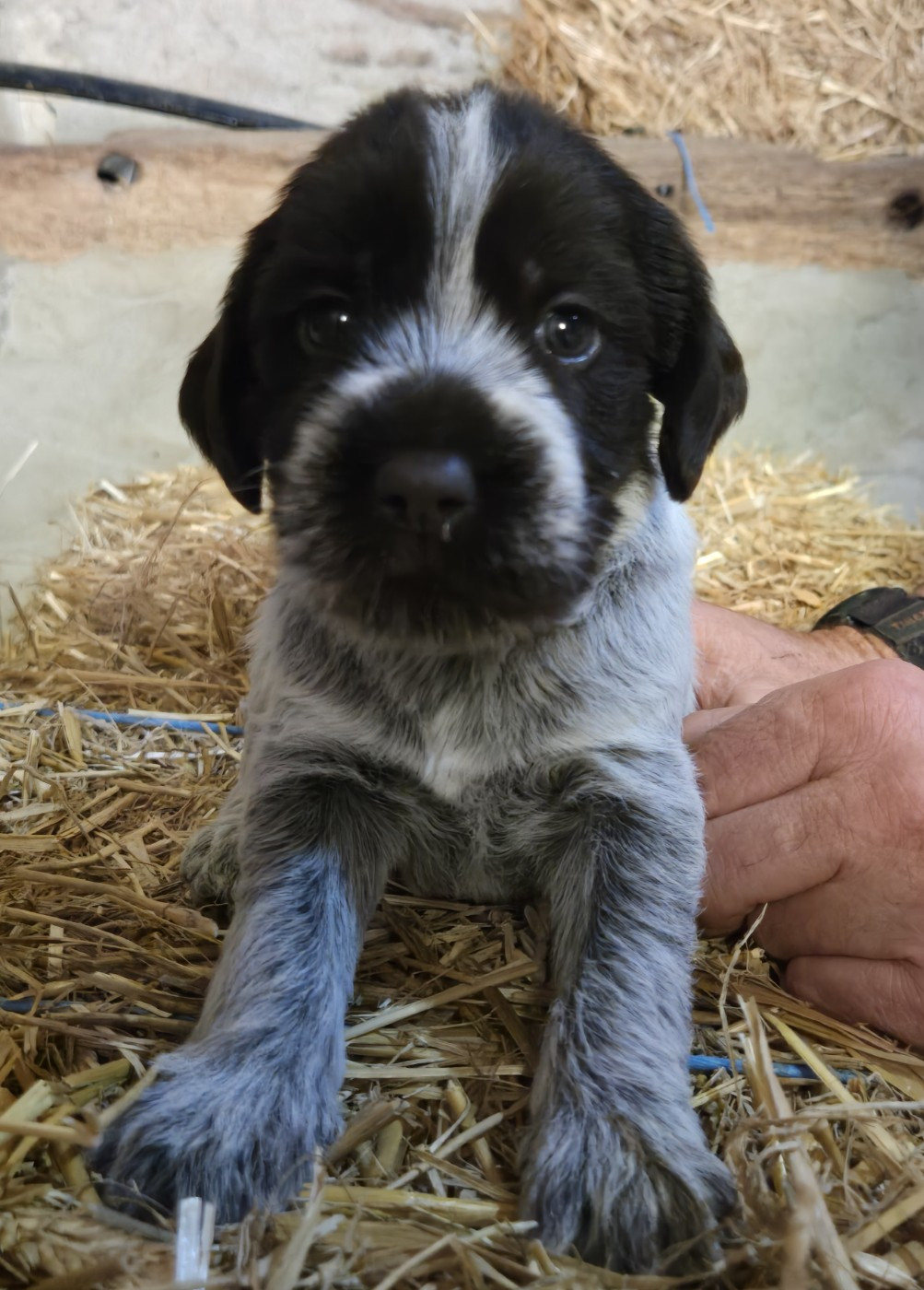 CHIOT 3