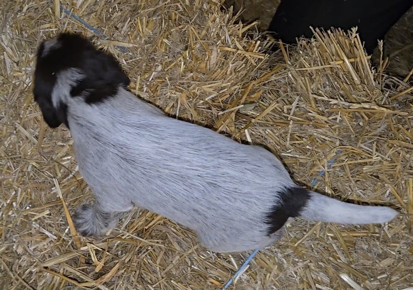 CHIOT 3