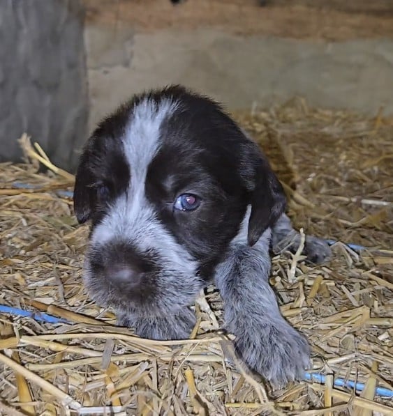 CHIOT 4