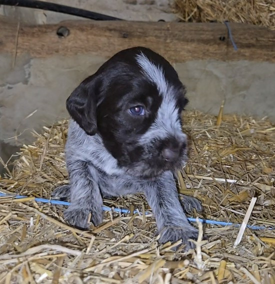CHIOT 5
