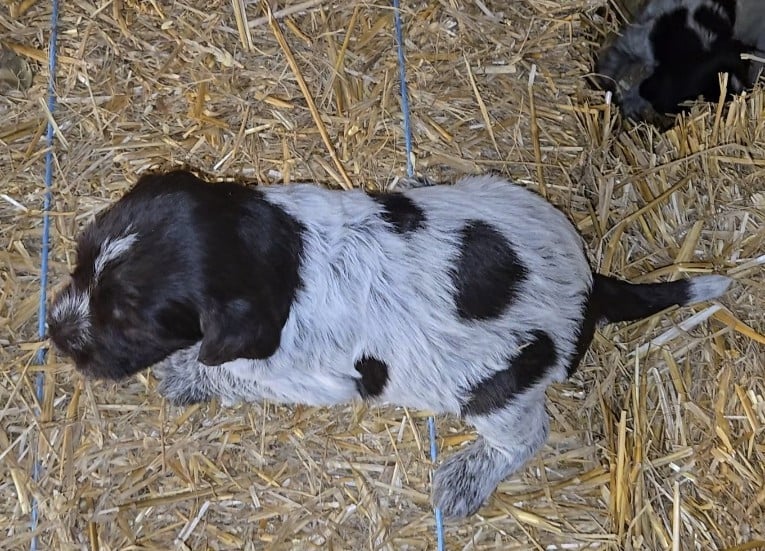 CHIOT 5