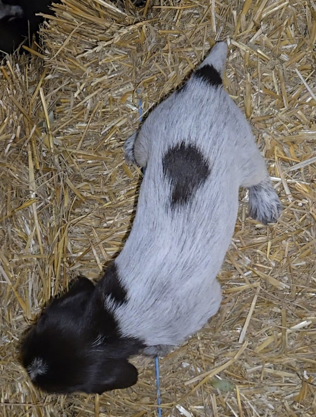 CHIOT 6