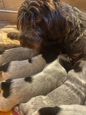 Les chiots de Griffon d'arrêt à poil dur Korthals