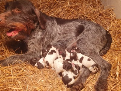 Les chiots de Griffon d'arrêt à poil dur Korthals