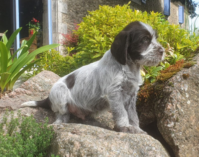 Les chiots de Griffon d'arrêt à poil dur Korthals
