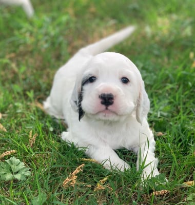 Les chiots de Setter Anglais