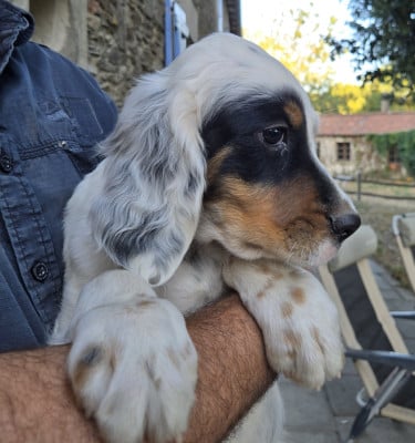 Les chiots de Setter Anglais