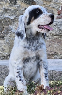 Les chiots de Setter Anglais