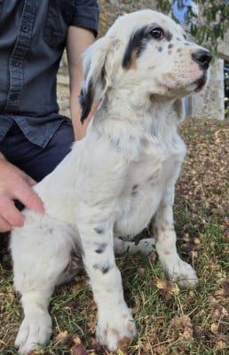 Les chiots de Setter Anglais