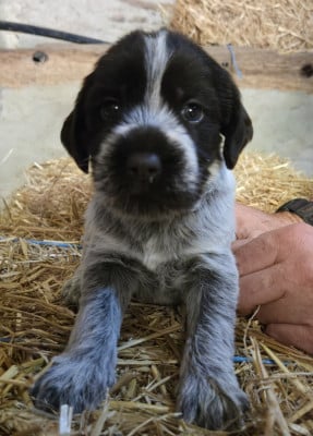 Les chiots de Griffon d'arrêt à poil dur Korthals