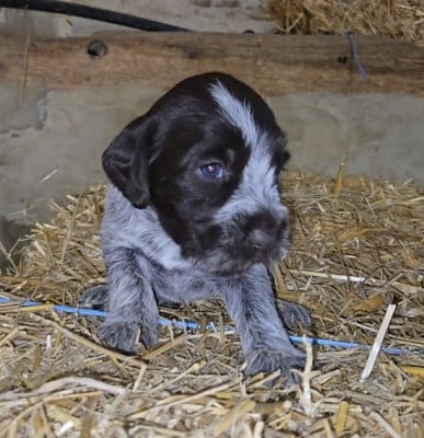 Les chiots de Griffon d'arrêt à poil dur Korthals