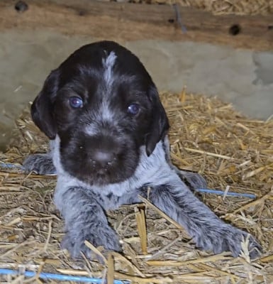 Les chiots de Griffon d'arrêt à poil dur Korthals