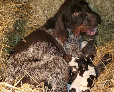 Les chiots de Griffon d'arrêt à poil dur Korthals