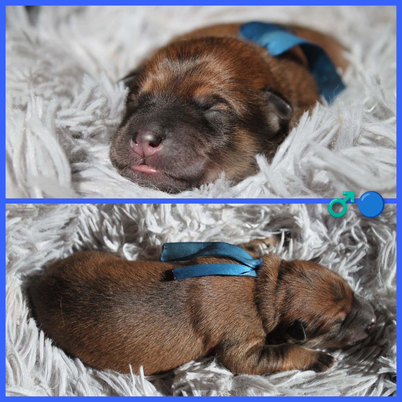 CHIOT BLEU - Eurasier