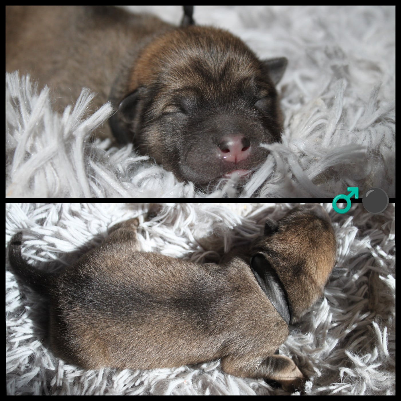 CHIOT NOIR - Eurasier