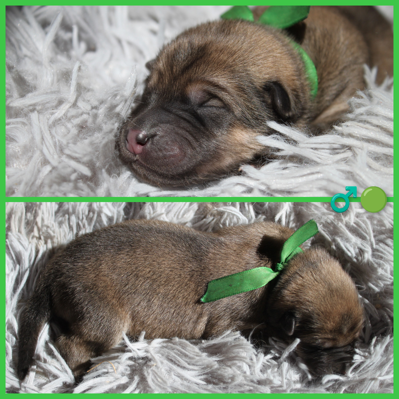 CHIOT VERT - Eurasier