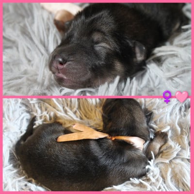 Les chiots de Eurasier