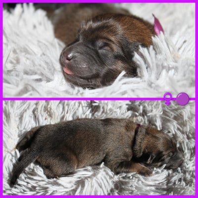 Les chiots de Eurasier