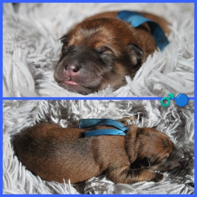 Les chiots de Eurasier