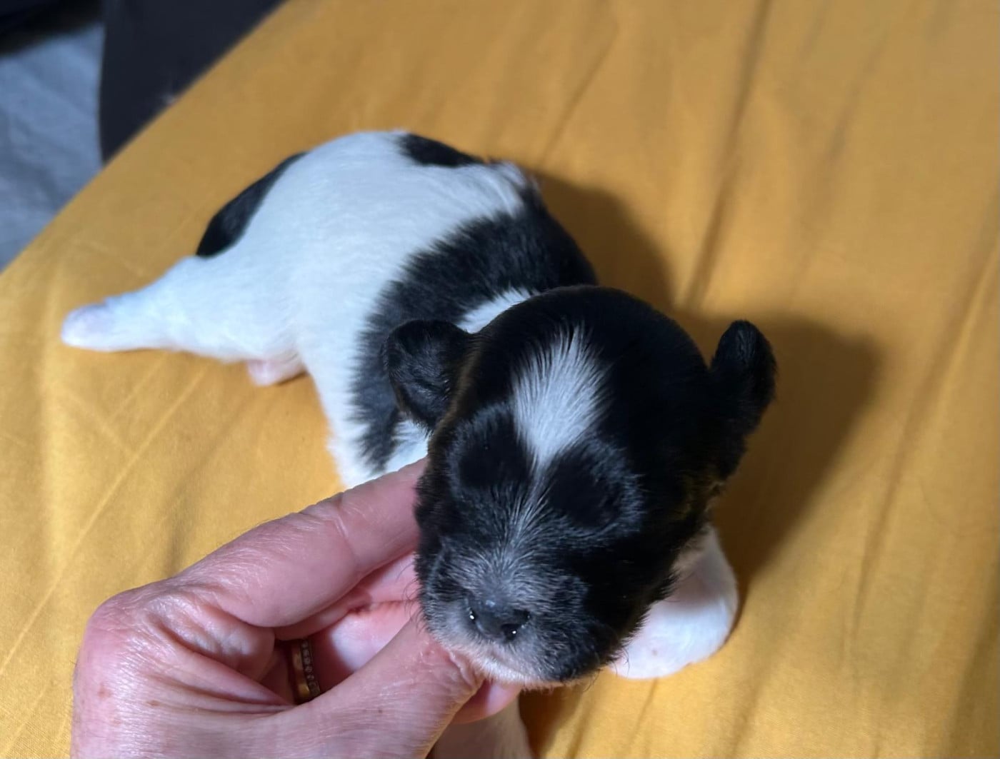 Chiot N°2