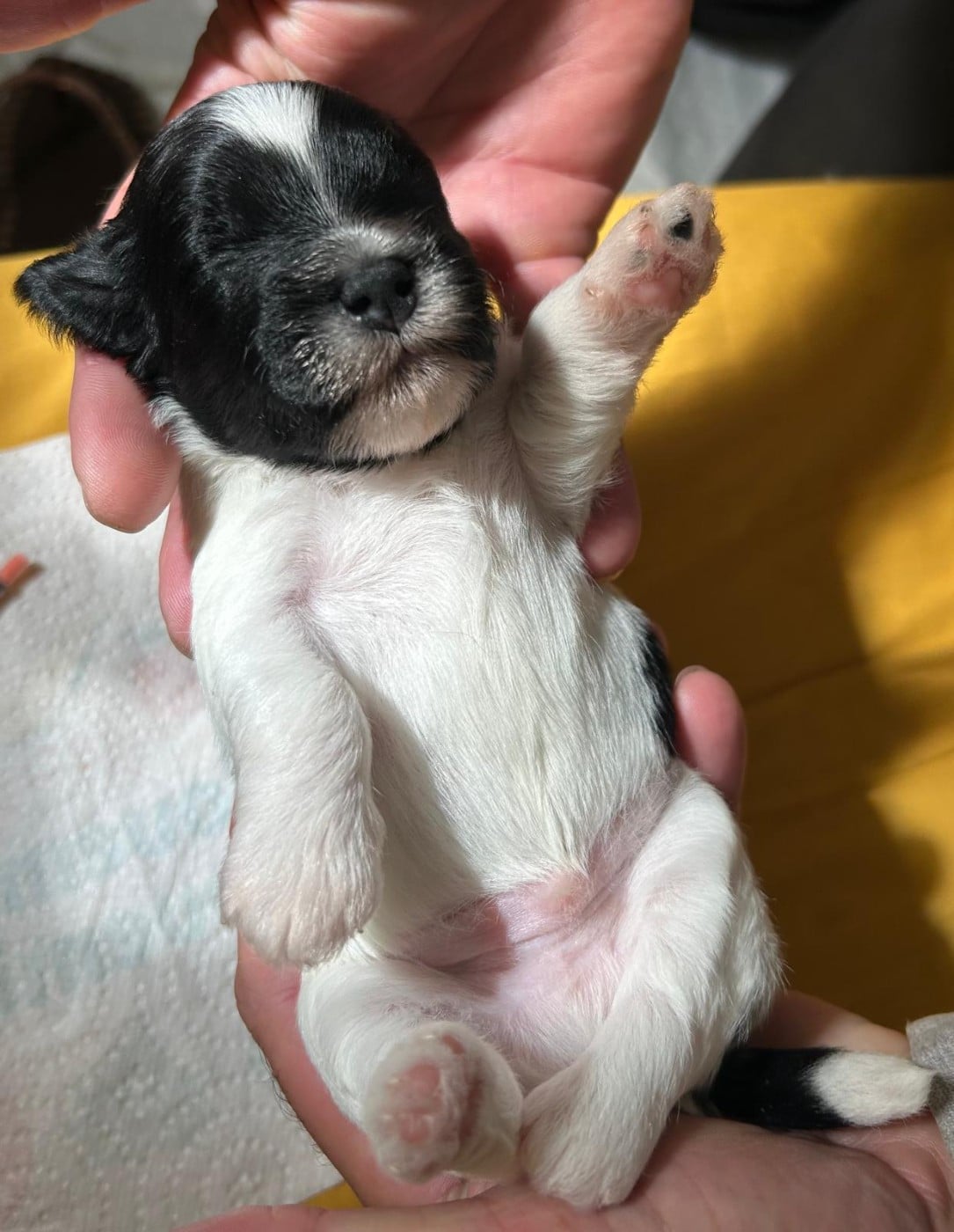 Chiot N°2