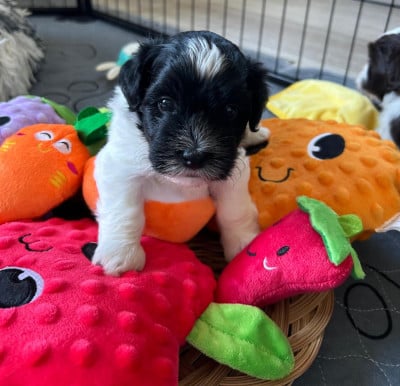 Les chiots de Bichon Havanais