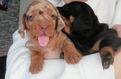 Du Dom Fleur D'Amour