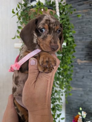 Les chiots de Teckel poil ras