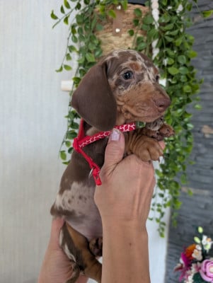 Les chiots de Teckel poil ras
